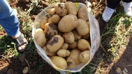 Verim ve kaliteden memnun kalan patates üreticileri, tarla satış fiyatını düşük buldu