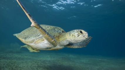 3 bin 668 yavru! Çıralı’da 30 yılın caretta rekoru kırıldı
