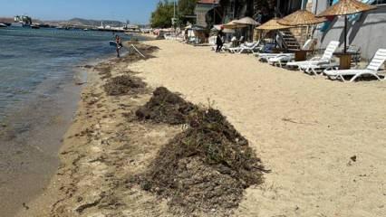 İklim değişikliği ve kirlilik Ege'deki deniz &ccedil;ayırlarının yayılış alanını daraltıyor