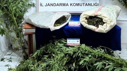 Samsun'da jandarma 8 kilo kubar esrar ele geçirdi
