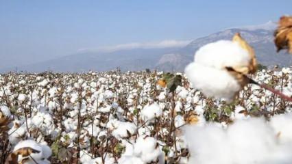 Söke pamuğu AB'den coğrafi işaret tescili aldı
