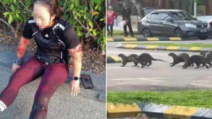 Su samuru &ccedil;etesi, koşu yapan kadını kanlar i&ccedil;inde bıraktı