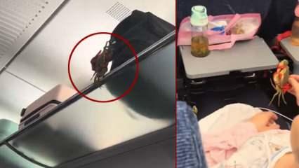 Trende çantadan kaçan yengeç yolcunun üstüne düştü