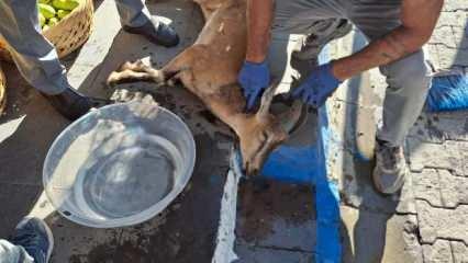 Tunceli'de başıboş k&ouml;pek saldırısı: Koruma altındaki yaban ke&ccedil;isi telef oldu