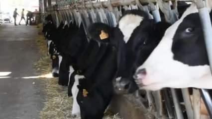 Aydın'da hayvan sağlığı için dev adım: 47 bin doz ücretsiz aşı yapılacak