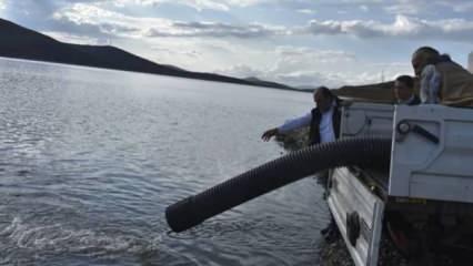Bayburt’ta baraj ve göletlere 574 bin yavru balık bırakıldı