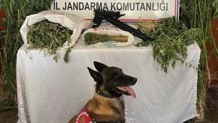 Bitlis'te uyuşturucu operasyonunda 3 gözaltı