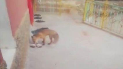 Çalınan terliklerin gizemi çözüldü
