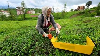 &Ccedil;AYKUR randevulu yaş &ccedil;ay alım sistemini kaldırdı