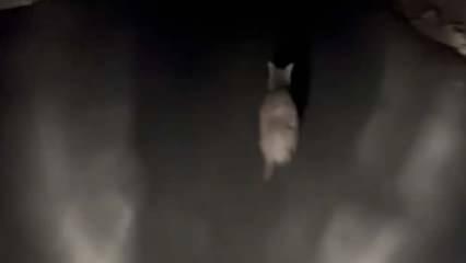 Fıstık hırsızı için pusuya yattı, bakın ne gördü 