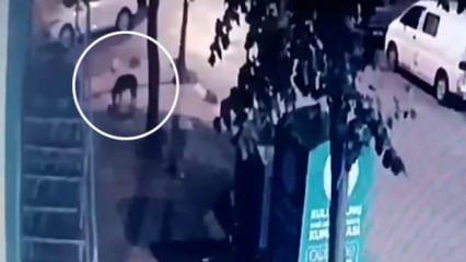 İstanbul'da sokak köpeği, yavru kediyi yerken görüntülendi
