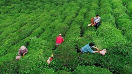 Rize'nin 8 aylık çay ihracatı 7,4 milyon dolar oldu