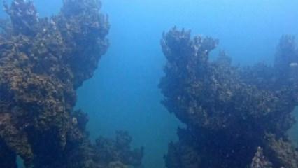 Van Gölü’nde keşfedildi: Tam 34 metrelik mercan