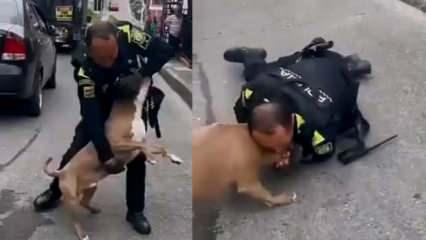 Yabancı bir ülkede pitbull cinsi köpek polise saldırırsa ne olur?