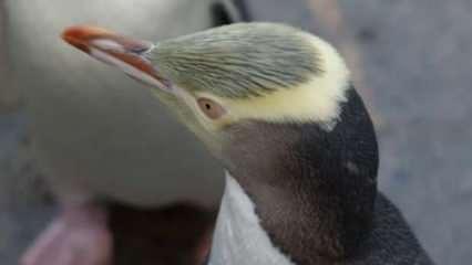 Yeni Zelanda'da "Yılın Kuşu" yarışmasını sarı gözlü penguen kazandı