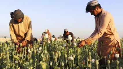 Afganistan'da uyuşturucu ekimi ve üretimi neredeyse sıfıra indi