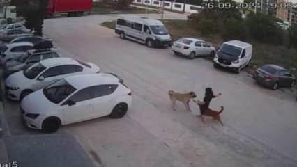 Yine aynı senaryo: Başıboş köpek dehşeti kamerada!