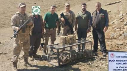 Hakkari'de yasa dışı keklik avına 138 bin 142 TL ceza