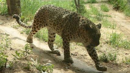 Hindistan'da leoparın saldırdığı çocuk hayatını kaybetti