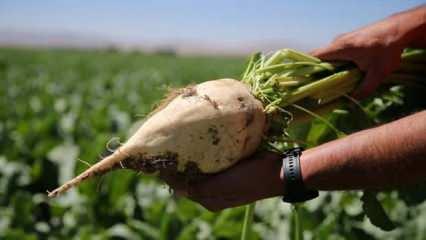 Şeker pancarı alım fiyatı ton başına 2 bin 375 lira olarak belirlendi