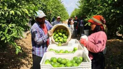 Tarla ile market arasında makas açıldı! Tarlada 8, markette 25 TL