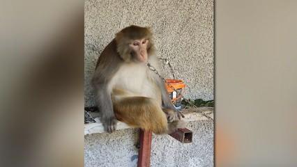 Adana bu olayı konuşuyor! Çocuğu ısıran maymunun sahibine dev para cezası