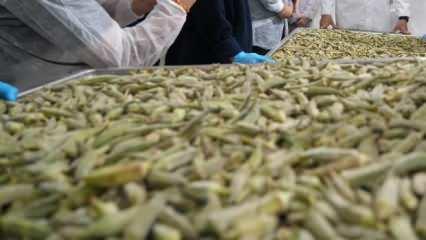 &Ccedil;ift&ccedil;inin elinde kalan bamyaya ilgin&ccedil; &ccedil;&ouml;z&uuml;m: Kilosu 41 dolara satılıyor