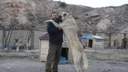 Kangal köpekleriyle ilgili inanılmaz olay! Renkleri değişti…
