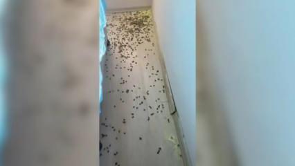Ordu’daki kahverengi kokarca istilası! Vatandaşlar tedirgin durumda