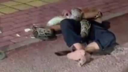 Sarhoş adam sokakta pitonla kavga etti