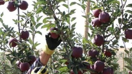 Sıcaklık ve kuraklık Niğde'de elma üretimini olumsuz etkiledi