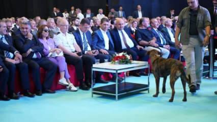 Başıboş köpek protokolü tedirgin etti! Dron kovalamaya çalıştı