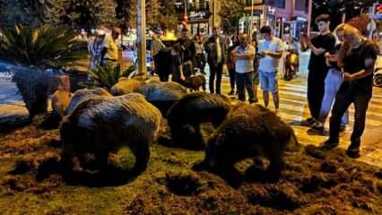 Domuz sürüsü şehre inip meydanı talan etti! Vatandaşlar şaşkına döndü