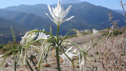 Koparana 387 bin TL ceza: Koruma altında tutuluyor