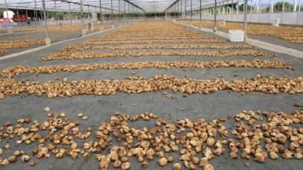 Kuru incir ihracatı 292 milyon dolara yükseldi