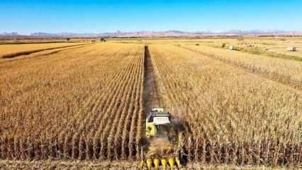 Aşırı sıcaklıkların getirdiği kuraklık ve dengesiz yağışlar tarımsal &uuml;retimi etkiliyor