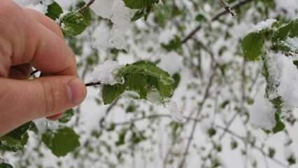 Meteorolojiden zirai don uyarısı