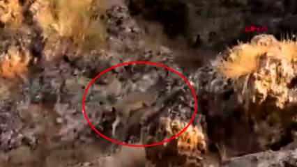 Nesli tükenme tehlikesi altında! Nusaybin'de 3 tanesi birden görüldü