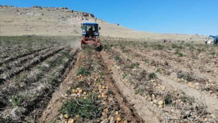 Sofraların vazgeçilmezi patates tarlada 2, pazarda 10 lira