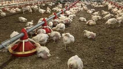 Tavuk eti &uuml;retimi ağustosta aylık y&uuml;zde 4,3, yıllık y&uuml;zde 5,6 arttı