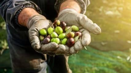 Marmarabirlik zeytin alım fiyatlarını belirledi