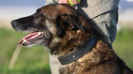 Canı pahasına yakaladı! Narkotik köpeği Ares uyuşturucu baskınında öldü