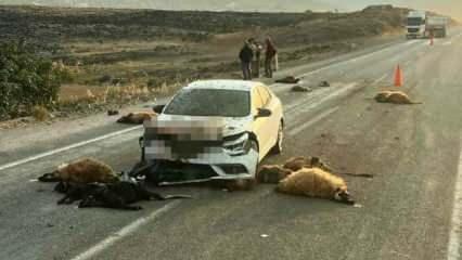 Hatay'da otomobil s&uuml;r&uuml;ye daldı: 17 hayvan telef oldu!