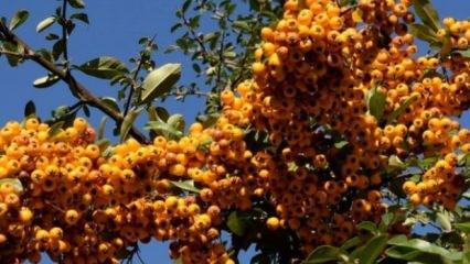 Sadece 2 ilde var! Birçok hastalığa iyi geliyor: Tansiyondan şekere....