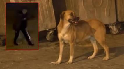 Yer: Esenyurt! Başıboş köpekler, sokakta yürüyen çocuğa saldırdı