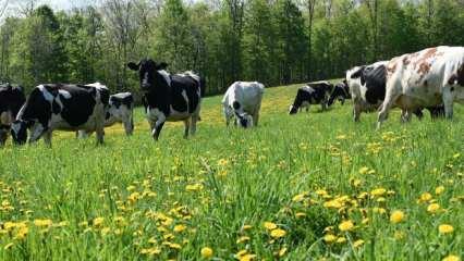 Bu &ccedil;ağrıya kulak verin: Nesli kurutmayalım! 