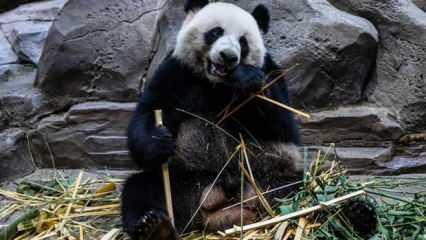 &Ccedil;in&rsquo;de 100 bin yıllık panda fosilleri bulundu!