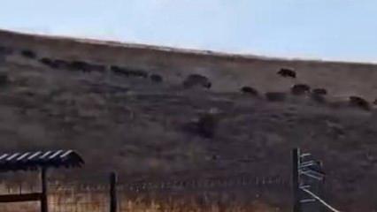 Elazığ'da sürü halinde görüldü: Vatandaş tedirgin! 