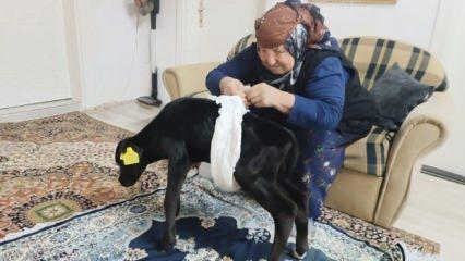 Veterinerin "ölür" dediği buzağıya sevgi ve merhametle bakıyor