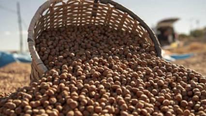 Ticaret borsalarında 2 ayda 174 bin tonu aşkın fındık işlem gördü